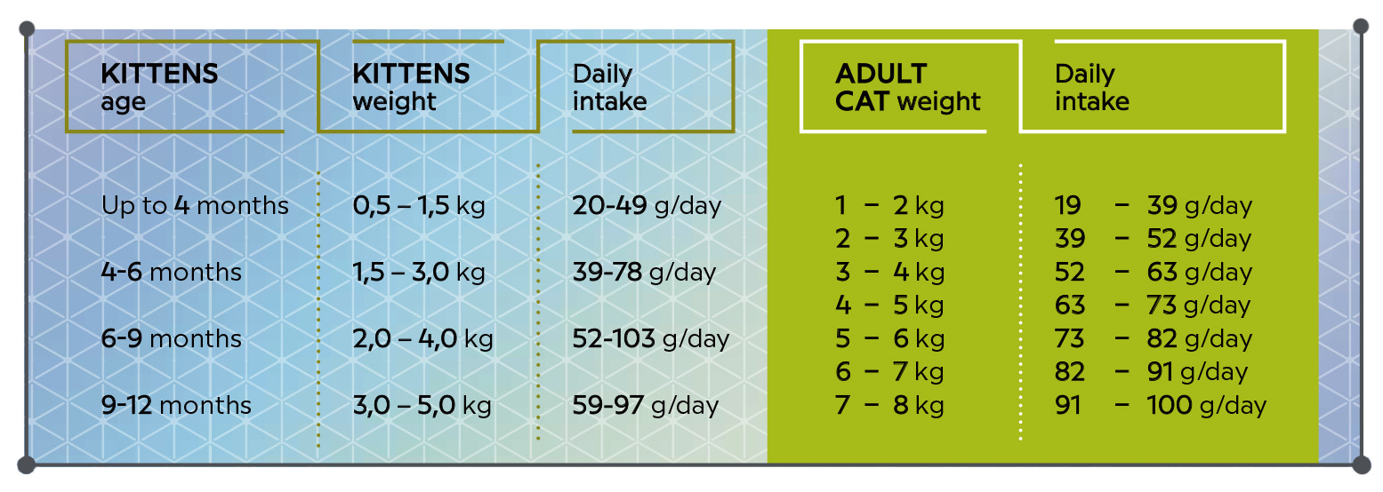kitten feeding amount